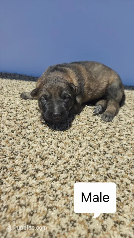 Pookie – German Shepherd Dog puppy for sale in Elizabeth, CO