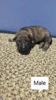 Pookie, a male German Shepherd Dog for sale in Elizabeth, CO – 1 of 1
