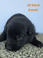 Pup 2, a female German Shepherd Dog for sale in Elizabeth, CO – 1 of 1