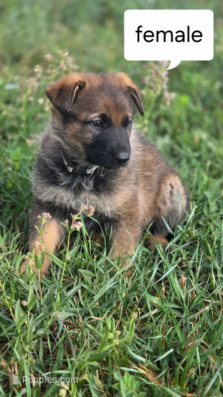 Paris  – German Shepherd Dog puppy for sale in Elizabeth, CO