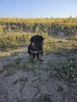 Male 1, a male German Shepherd Dog for sale in Elizabeth, CO – Photo 1 of 2