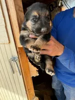 Male 1, a male German Shepherd Dog for sale in Elizabeth, CO – Photo 2 of 2
