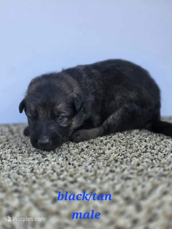Pup 1  – German Shepherd Dog puppy for sale in Elizabeth, CO