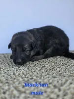 Pup 1 , a male German Shepherd Dog for sale in Elizabeth, CO – 1 of 1