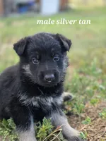 Pup 4, a male German Shepherd Dog for sale in Elizabeth, CO – 2 of 2