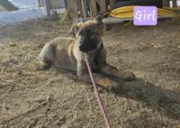 Female 3 light purple, a female German Shepherd Dog for sale in Elizabeth, CO – Photo 2 of 7
