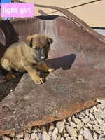 Female 3 light purple, a female German Shepherd Dog for sale in Elizabeth, CO – Photo 5 of 7