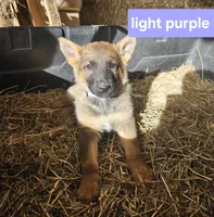 Female 3 light purple, a female German Shepherd Dog for sale in Elizabeth, CO – Photo 3 of 7