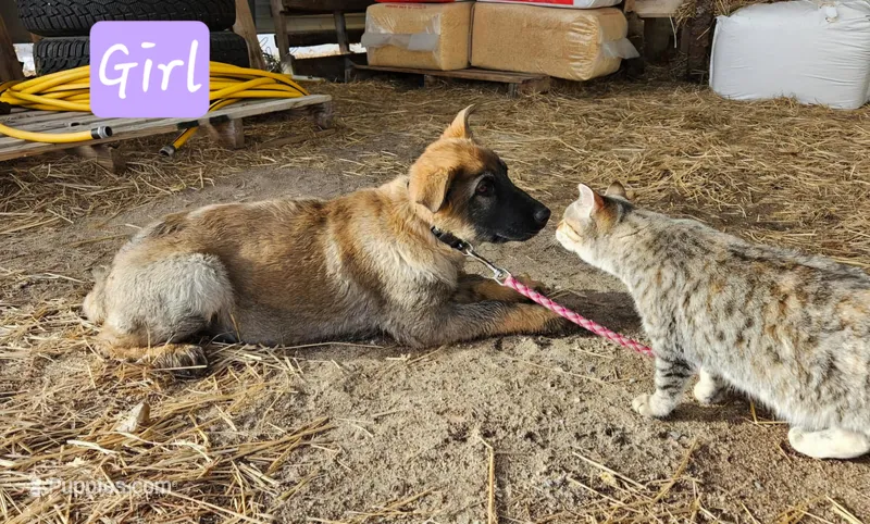 Female 3 light purple, a female German Shepherd Dog for sale in Elizabeth, CO – Photo 1 of 7