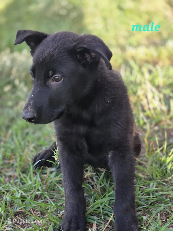 Pup 6 – German Shepherd Dog puppy for sale in Elizabeth, CO