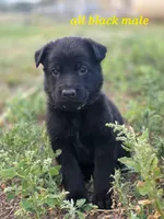 Pup 5, a male German Shepherd Dog for sale in Elizabeth, CO – 1 of 1