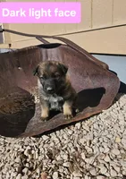 Female 6, a female German Shepherd Dog for sale in Elizabeth, CO – Photo 1 of 4