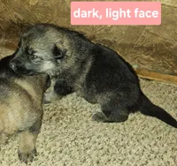 Female 6, a female German Shepherd Dog for sale in Elizabeth, CO – Photo 2 of 4