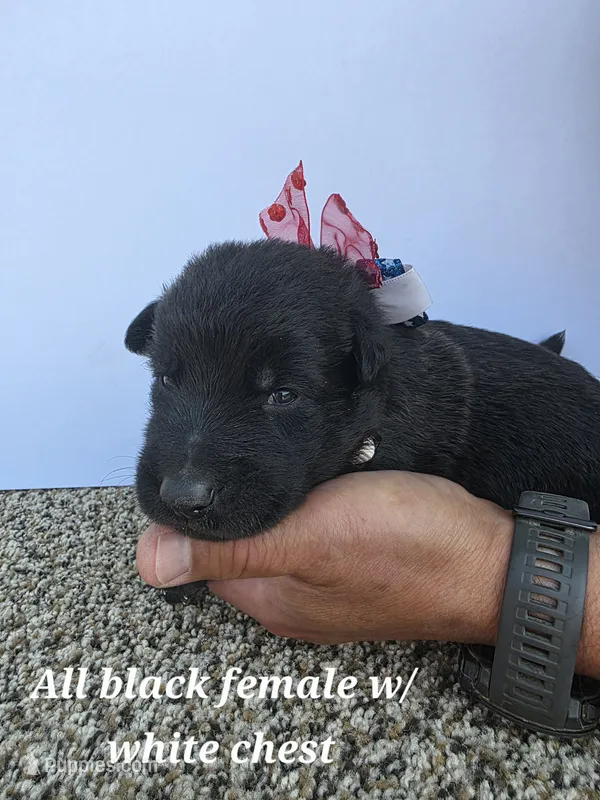 Pup 7 – German Shepherd Dog puppy for sale in Elizabeth, CO