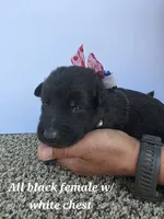 Pup 7, a female German Shepherd Dog for sale in Elizabeth, CO – 1 of 1