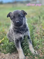 9 pup, a female German Shepherd Dog for sale in Elizabeth, CO – 2 of 2
