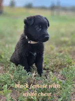 Pup 7, a female German Shepherd Dog for sale in Elizabeth, CO – 2 of 2
