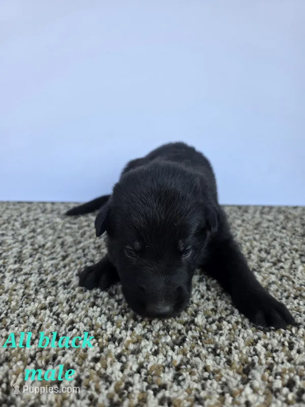 Pup 6 – German Shepherd Dog puppy for sale in Elizabeth, CO