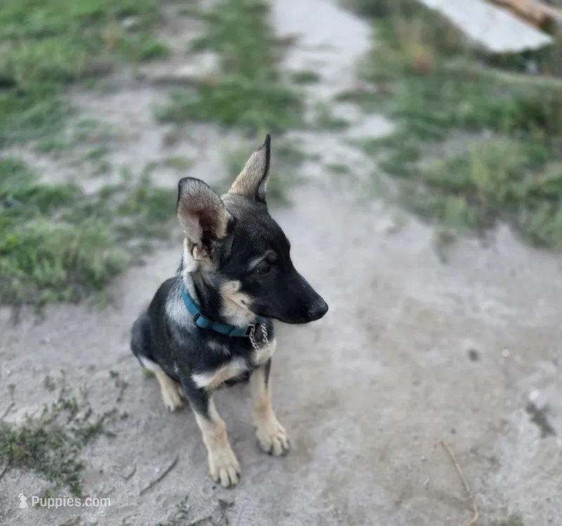 Pup 3 – German Shepherd Dog puppy for sale in Elizabeth, CO