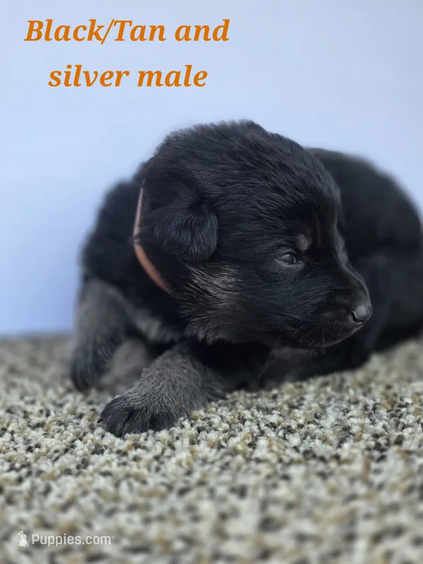 Pup 4 – German Shepherd Dog puppy for sale in Elizabeth, CO