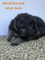 Pup 4, a male German Shepherd Dog for sale in Elizabeth, CO – 1 of 1