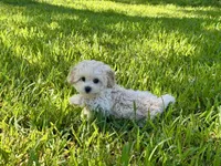 Sandie, a female Poodle - Toy  for sale in Bullard, TX – 6 of 10