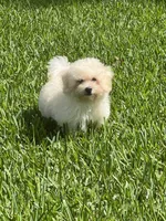 Rex, a male Maltipoo for sale in Bullard, TX – 5 of 7