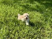 Sandie, a female Poodle - Toy  for sale in Bullard, TX – 7 of 10