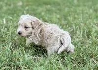 Aspen, a male Maltipoo for sale in Bullard, TX – 5 of 6
