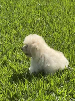 Rex, a male Maltipoo for sale in Bullard, TX – 6 of 7