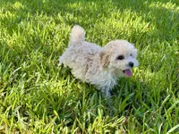 Sandie, a female Poodle - Toy  for sale in Bullard, TX – 4 of 10