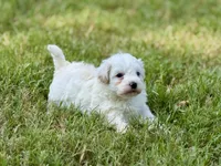 Lucky, a male Maltipoo for sale in Bullard, TX – 5 of 6