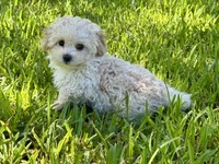Sandie, a female Poodle - Toy  for sale in Bullard, TX – 3 of 10