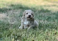 Aspen, a male Maltipoo for sale in Bullard, TX – 3 of 6