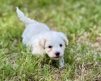 Lucky, a male Maltipoo for sale in Bullard, TX – 1 of 6