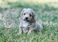 Aspen, a male Maltipoo for sale in Bullard, TX – 1 of 6