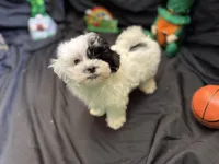 Ranger , a male Maltipoo for sale in Bullard, TX – Photo 5 of 5