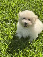 Rex, a male Maltipoo for sale in Bullard, TX – 2 of 7