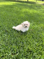Rex, a male Maltipoo for sale in Bullard, TX – 3 of 7