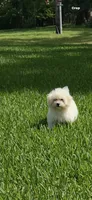 Rex, a male Maltipoo for sale in Bullard, TX – 7 of 7