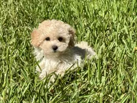 Sandie, a female Poodle - Toy  for sale in Bullard, TX – 9 of 10