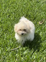 Rex, a male Maltipoo for sale in Bullard, TX – 4 of 7