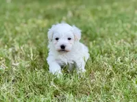 Lucky, a male Maltipoo for sale in Bullard, TX – 2 of 6