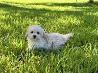 Sandie, a female Poodle - Toy  for sale in Bullard, TX – 10 of 10