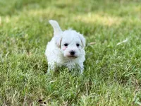 Lucky, a male Maltipoo for sale in Bullard, TX – 6 of 6