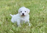 Lucky, a male Maltipoo for sale in Bullard, TX – 3 of 6