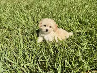 Sandie, a female Poodle - Toy  for sale in Bullard, TX – 5 of 10