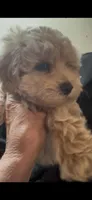 Charlie, a male Maltipoo and Maltipom for sale in Bullard, TX – Photo 2 of 4