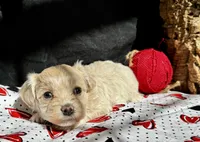 Hobbes, a male Maltipoo for sale in Bullard, TX – Photo 4 of 6