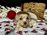 Hobbes, a male Maltipoo for sale in Bullard, TX – Photo 6 of 6